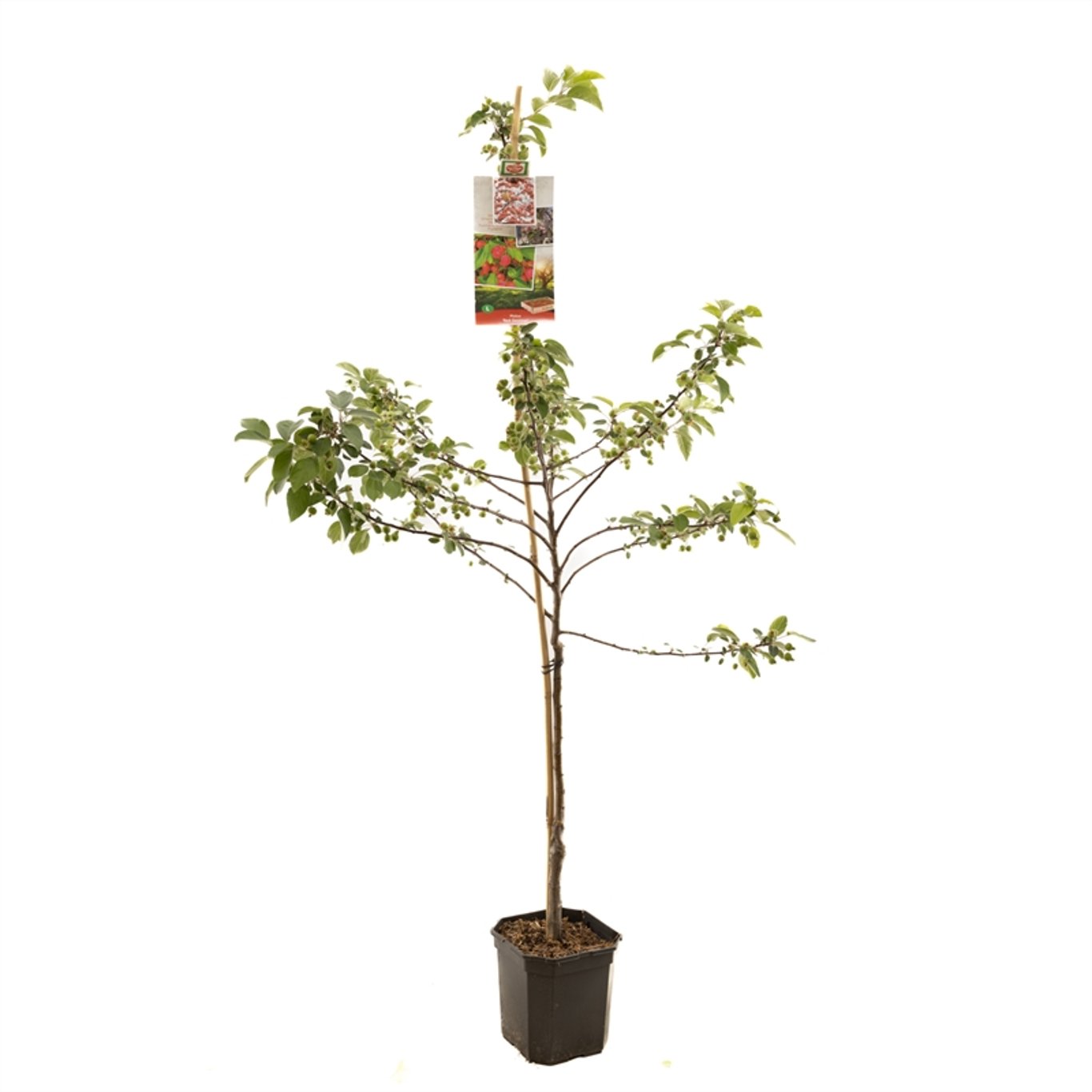 Malus 'Red Sentinel' - C7.5 150-175 CM